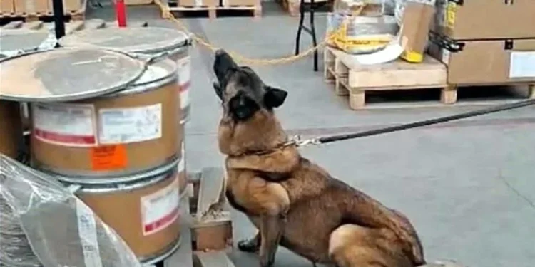 Hallan 245 kilos de metanfetamina en AICM