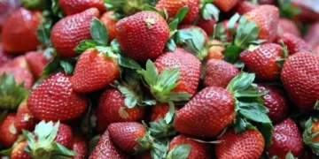 Avanza en EU posible arancel contra fresa mexicana