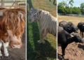 Aseguran cinco inmuebles y 135 animales exóticos en Tamaulipas