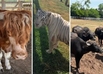 Aseguran cinco inmuebles y 135 animales exóticos en Tamaulipas