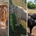 Aseguran cinco inmuebles y 135 animales exóticos en Tamaulipas