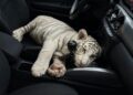 Detienen en Iztapalapa a conductor que transportaba un cachorro de tigre de bengala blanco