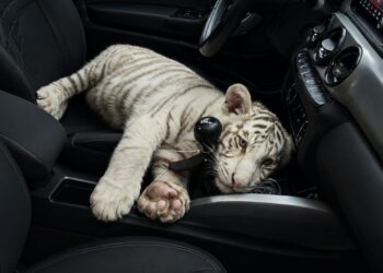 Detienen en Iztapalapa a conductor que transportaba un cachorro de tigre de bengala blanco