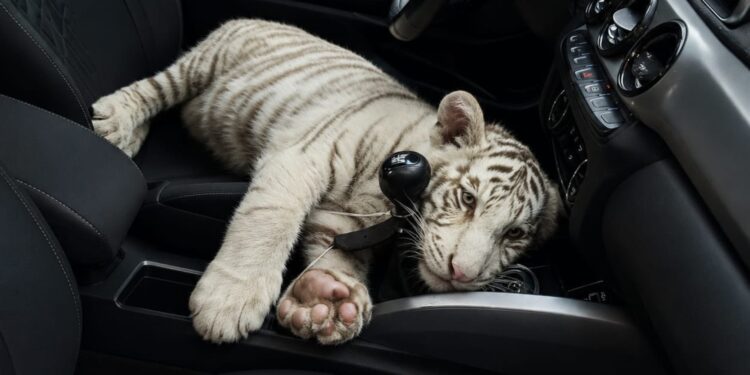 Detienen en Iztapalapa a conductor que transportaba un cachorro de tigre de bengala blanco