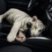 Detienen en Iztapalapa a conductor que transportaba un cachorro de tigre de bengala blanco