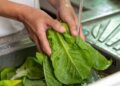 SESA Querétaro emite guías de higiene en alimentos para prevenir enfermedades