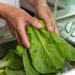 SESA Querétaro emite guías de higiene en alimentos para prevenir enfermedades