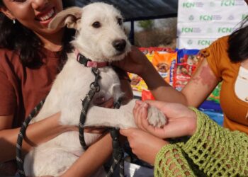 Veterinarios, en contra de la figura de Perros Comunitarios: Mauricio Cárdenas