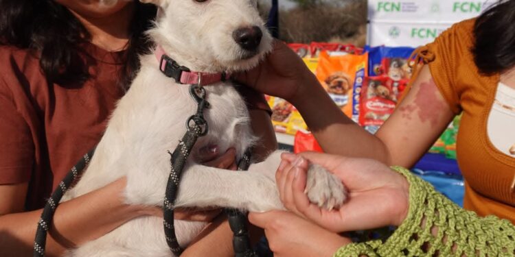 Veterinarios, en contra de la figura de Perros Comunitarios: Mauricio Cárdenas