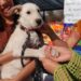 Veterinarios, en contra de la figura de Perros Comunitarios: Mauricio Cárdenas