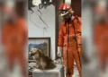 Rescatan Topos Aztecas a perrito entre escombros en Colombia