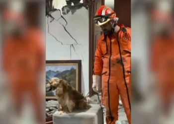 Rescatan Topos Aztecas a perrito entre escombros en Colombia