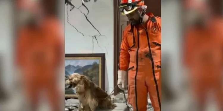 Rescatan Topos Aztecas a perrito entre escombros en Colombia