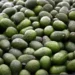 Reanuda EU (parcialmente) inspecciones aguacateras