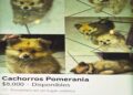 Venta de animales en redes persiste