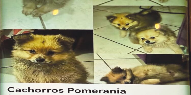 Venta de animales en redes persiste