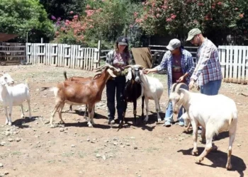 PVEM va por cambios al bienestar de animales de granja