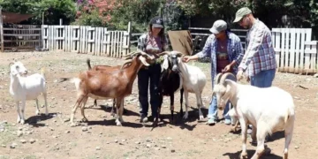 PVEM va por cambios al bienestar de animales de granja