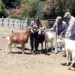 PVEM va por cambios al bienestar de animales de granja