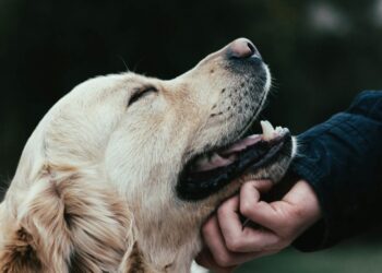 Presentan iniciativa para dar pensión a mascotas tras una separación