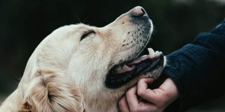 Presentan iniciativa para dar pensión a mascotas tras una separación