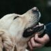 Presentan iniciativa para dar pensión a mascotas tras una separación