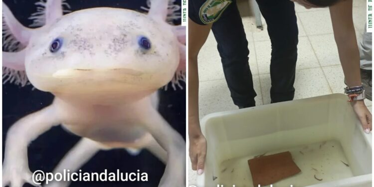 Recuperan en Granada 29 ajolotes mexicanos, vendidos de manera ilegal