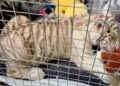 Cría de tigre de Bengala blanco queda bajo resguardo de la Profepa
