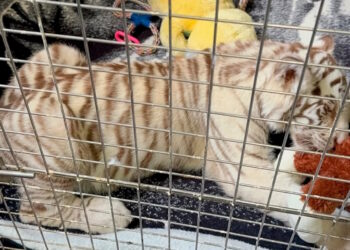 Cría de tigre de Bengala blanco queda bajo resguardo de la Profepa