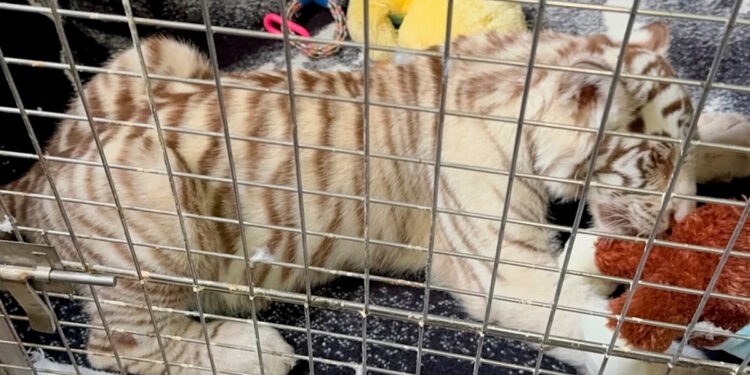 Cría de tigre de Bengala blanco queda bajo resguardo de la Profepa