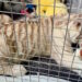 Cría de tigre de Bengala blanco queda bajo resguardo de la Profepa