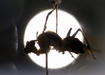 Descubren en México seis “hongos zombis”