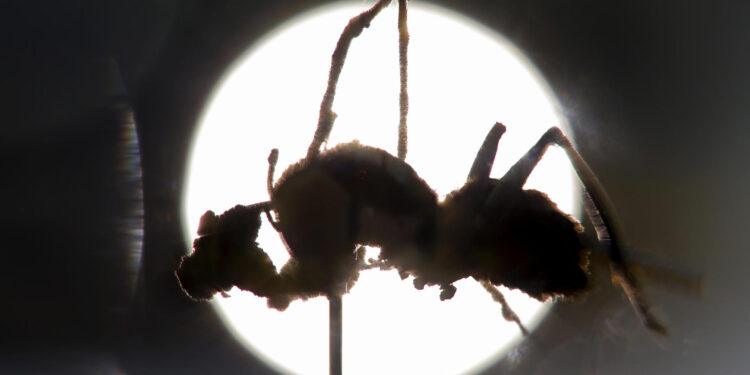 Descubren en México seis “hongos zombis”
