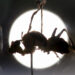 Descubren en México seis “hongos zombis”