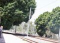No se permitirá la tala de árboles por obras del Tren México Querétaro, reitera Felifer Macías