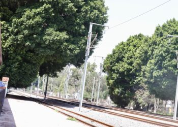 No se permitirá la tala de árboles por obras del Tren México Querétaro, reitera Felifer Macías