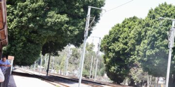 No se permitirá la tala de árboles por obras del Tren México Querétaro, reitera Felifer Macías