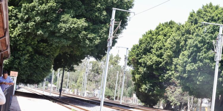 Felifer Macías prohíbe tala de árboles por obras del Tren México-Querétaro
