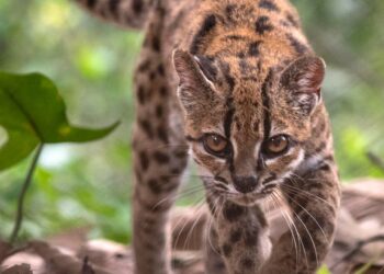 Descubren una nueva especie de felino, la primera en más de un siglo