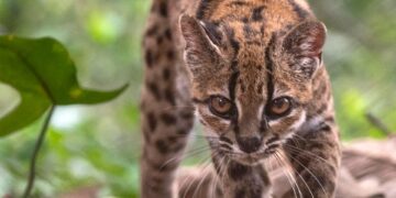 Descubren una nueva especie de felino, la primera en más de un siglo
