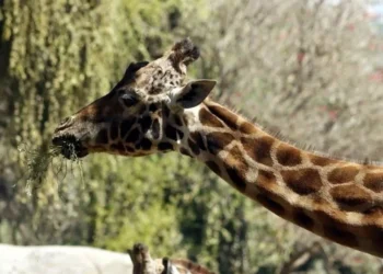 Murió ‘Fortunata’, la jirafa más longeva de Chapultepec