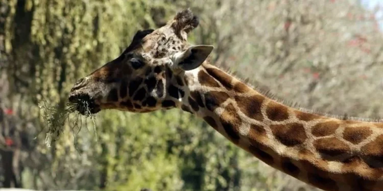 El Centro de Conservación de Vida Silvestre Chapultepec despidió a uno de sus ejemplares más emblemáticos y del mundo