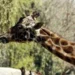 Murió ‘Fortunata’, la jirafa más longeva de Chapultepec