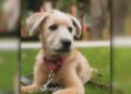 Adopta Presidencia a cachorro para apoyo emocional
