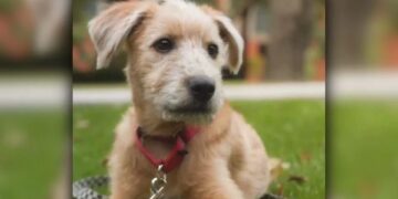 Adopta Presidencia a cachorro para apoyo emocional