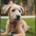 Adopta Presidencia a cachorro para apoyo emocional