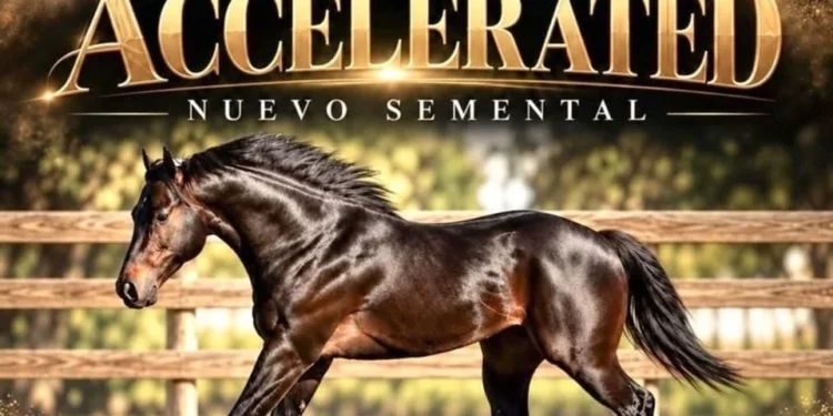 El Cártel del Noreste lavaba dinero con "Accelerated", un caballo récord de un millón de dólares