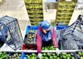 Urgen en EU topar aguacate mexicano por cárteles