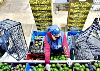 Urgen en EU topar aguacate mexicano por cárteles