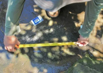 Hallan 50 huellas fosilizadas de dinosaurios en Apatzingán